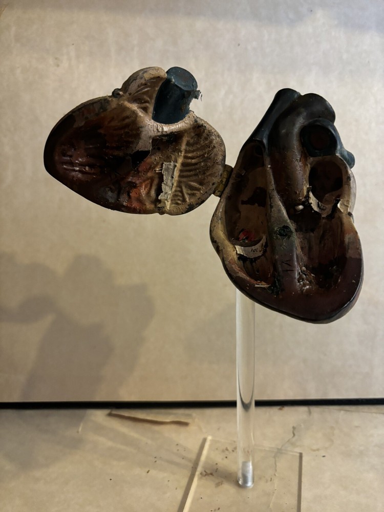 Antique Human Heart Anatomical Model