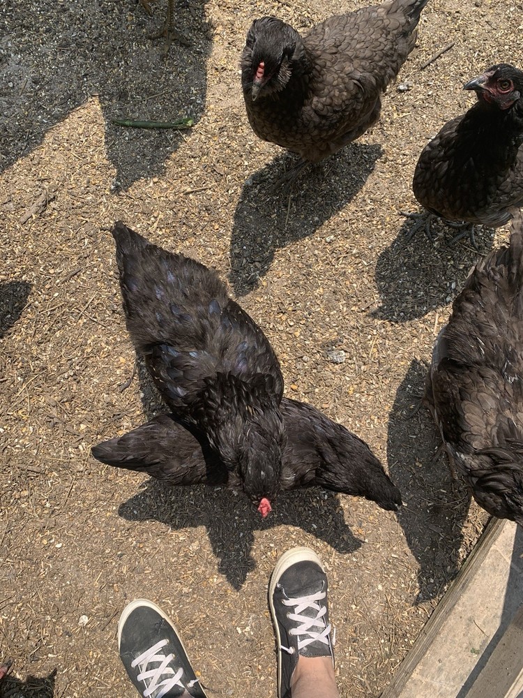 6 Ayam Cemani Hatching Eggs/ 6 Easter Egger Hatching Eggs