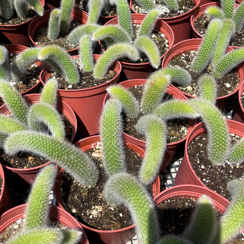 4" Monkey Tail Cactus | Hildewintera Colademononis