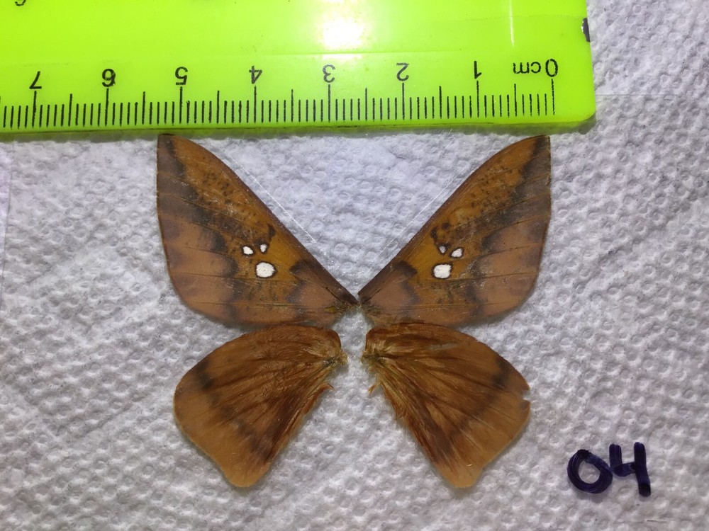 LPSA2  04  A+/ A   Adeloneivaia  ? Saturniidae Moths