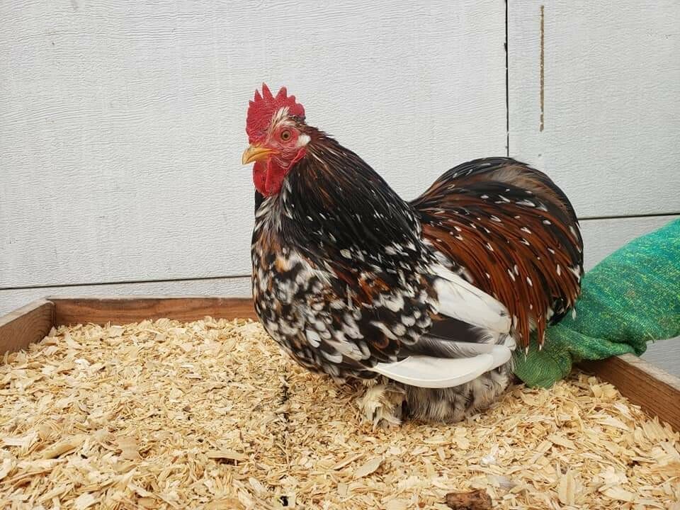 Dozen bantam cochin hatching eggs
