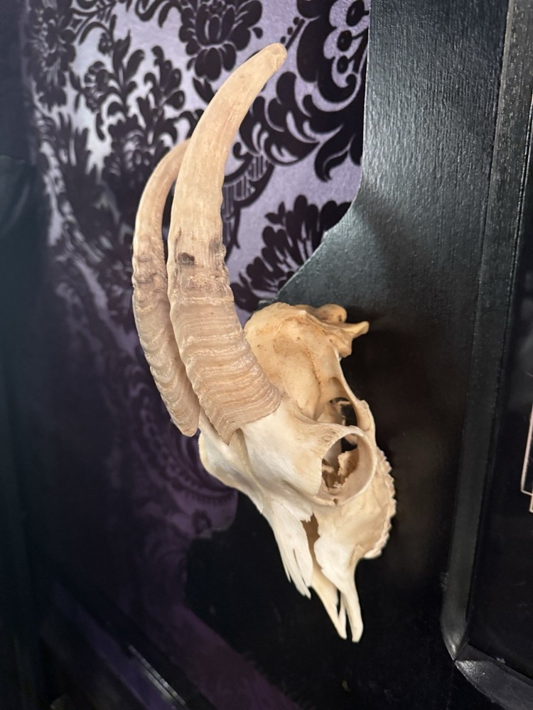 Gothic Occult Wall Display Antique Frame - Baphomet Goat Skull & Horn Assemblage