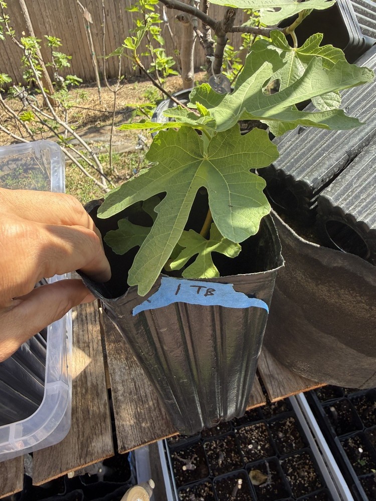 Italian Black YOUNG Fig Tree 🌲