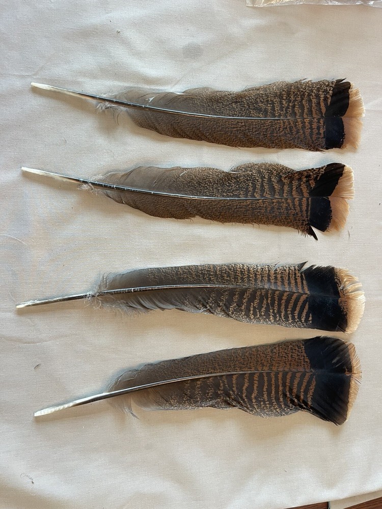 12 #1 juvenile Eastern wild turkey tail feathers/fly-tying