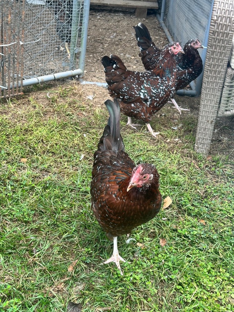 Frizzle BYM Hatching Eggs x12++