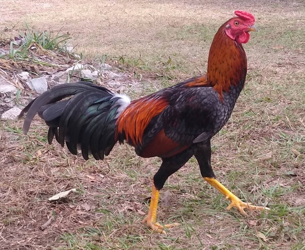 6+ Quality Landrace Chicken Hatching Eggs