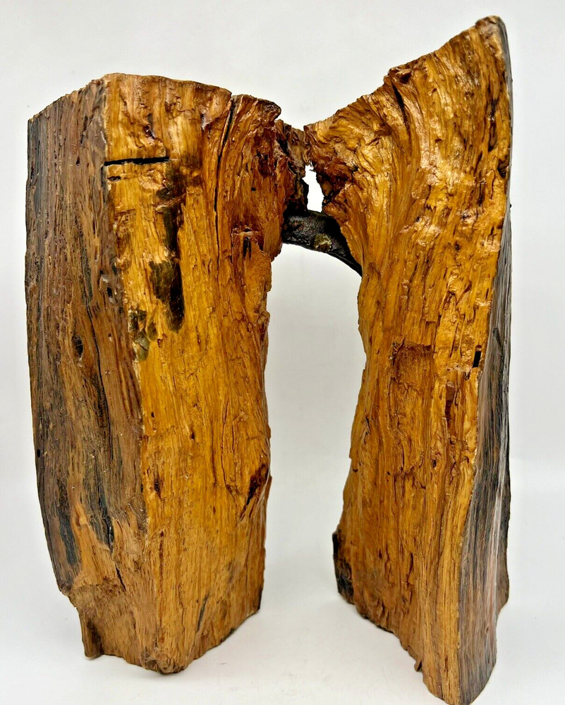 Old Horseshoe Embedded in a Tree 11" X 10" Primitive