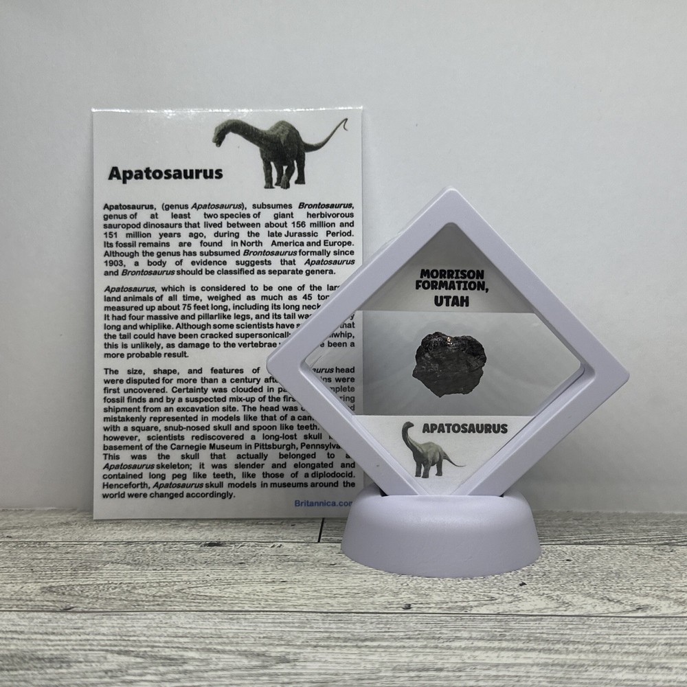 Apatosaurus (Brontosaurus) Extinct Dinosaur Bone Fossil in Display Case