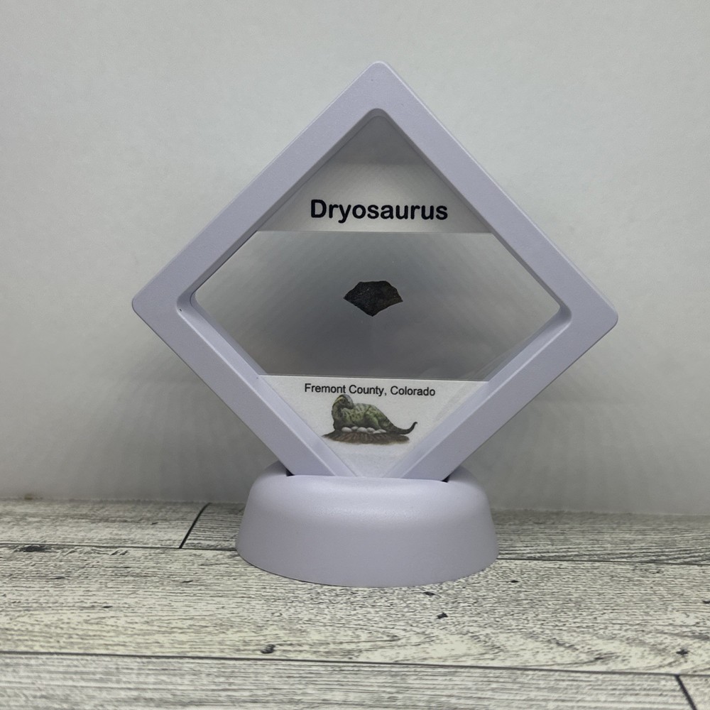 Dryosaurus Extinct Dinosaur Eggshell Fossil Piece in Display Case