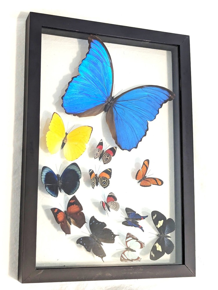 12 REAL BUTTERFLIES FRAMED COLLECTION DOUBLE GLASS