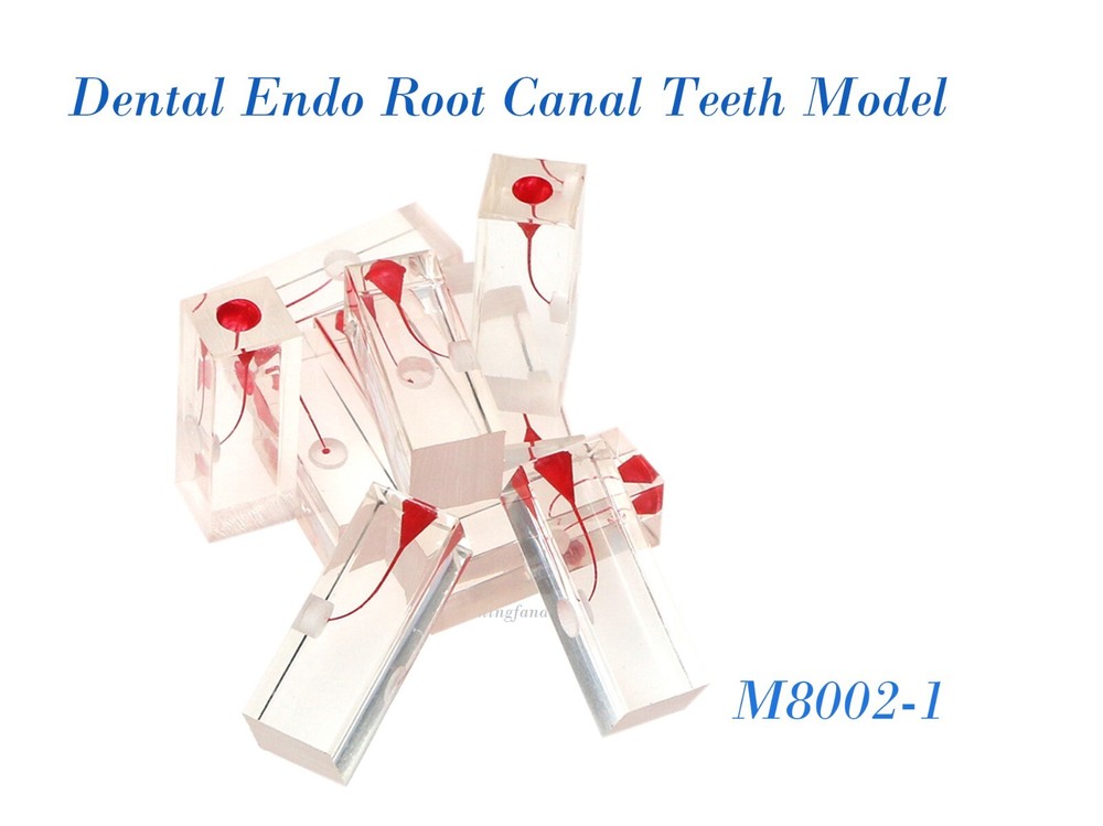 10Pcs Dental Endo Root Canal Teeth Model Study RCT Pulp Cavity Practice Block
