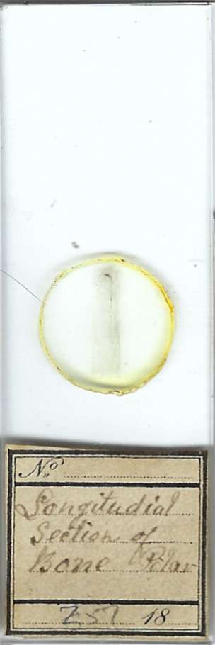 Longitudinal Section of Bone Microscope Slide for Polariscope