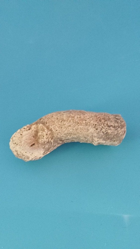 Fossiled Branch/ Root From Madagascar