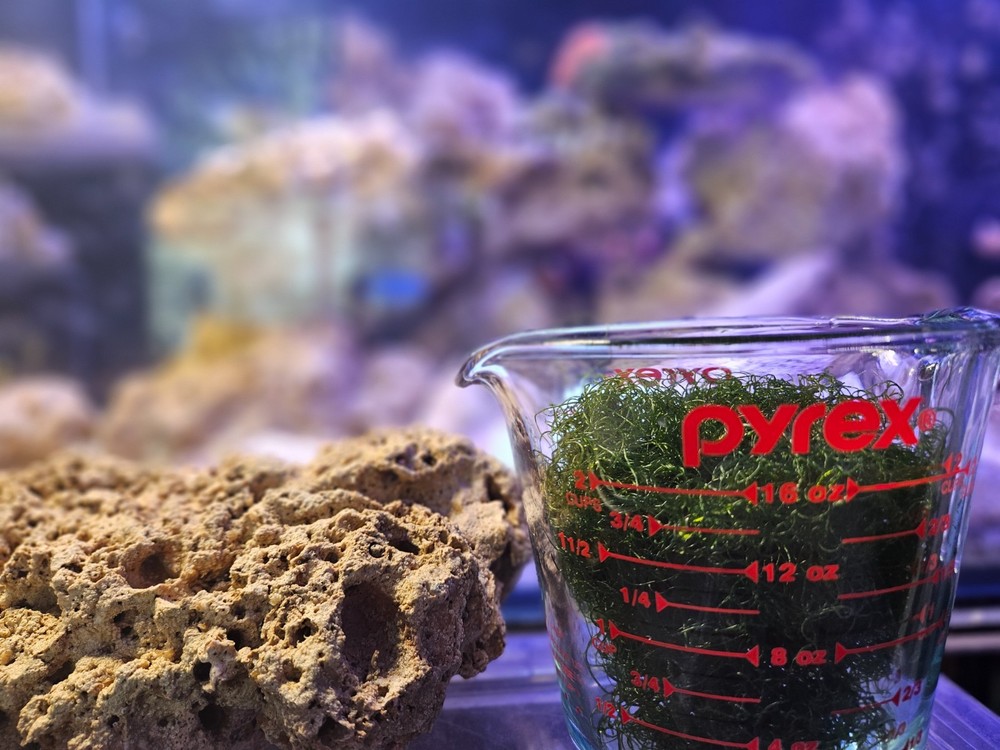 BULK 10 Cup Chaetomorpha Macro Algae Super Chaeto FEDEX 2 Days ! 4