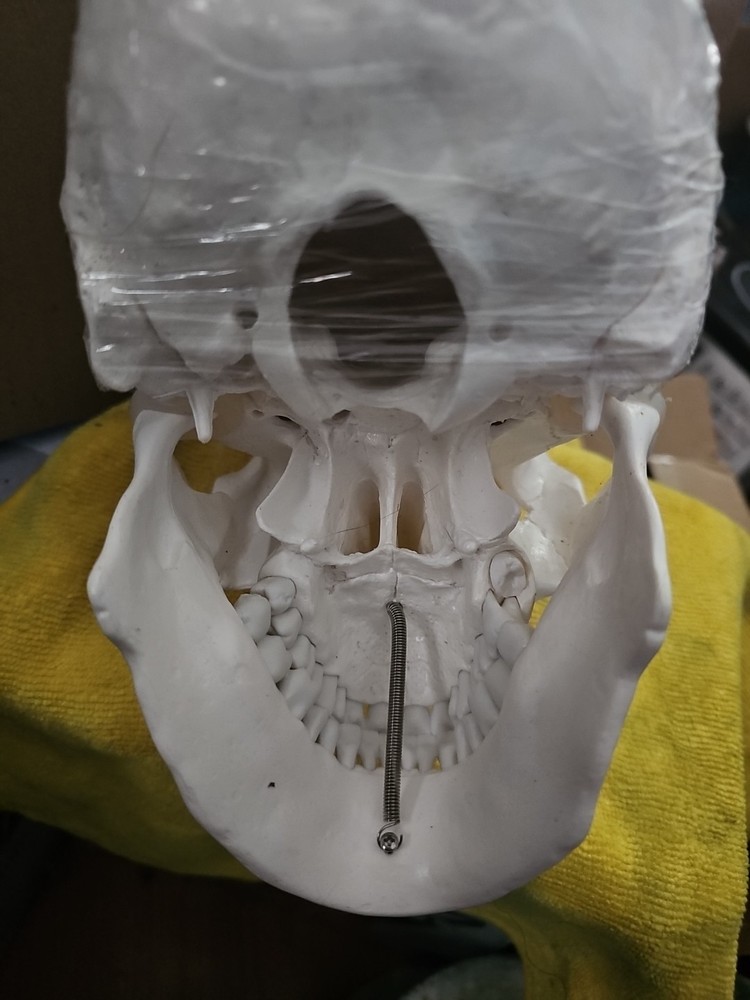 Dental School Training Artificial Head Plastic Removable