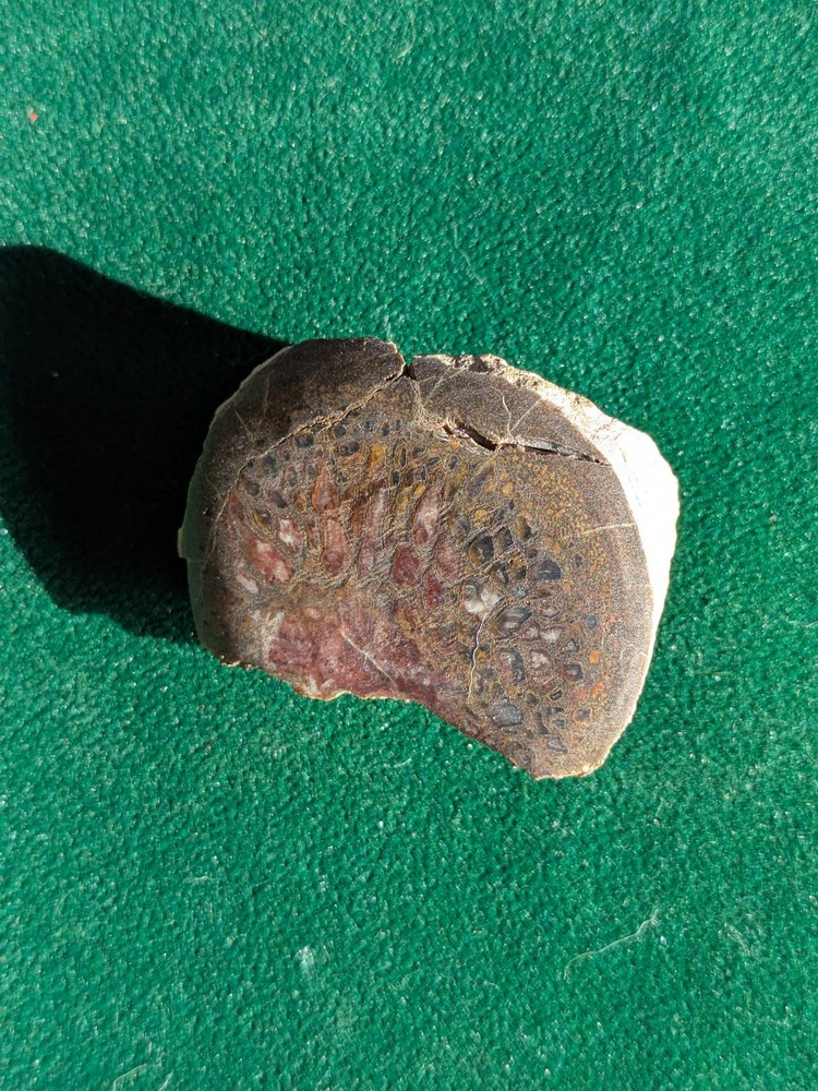 UV * Super Nice Dinosaur Bone * Rough *