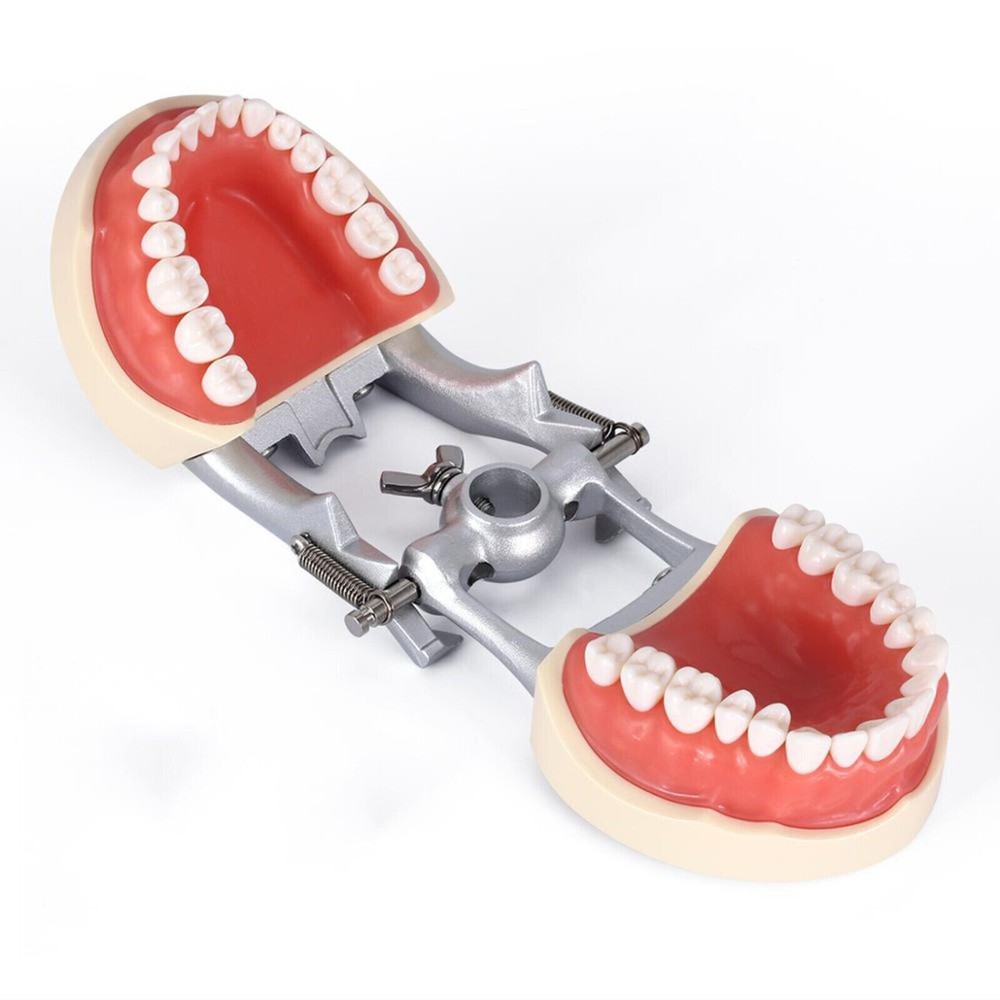 Dental Typodont Teeth Model Kilgore NISSIN 200 Type Removeable Teeth 32 Pcs