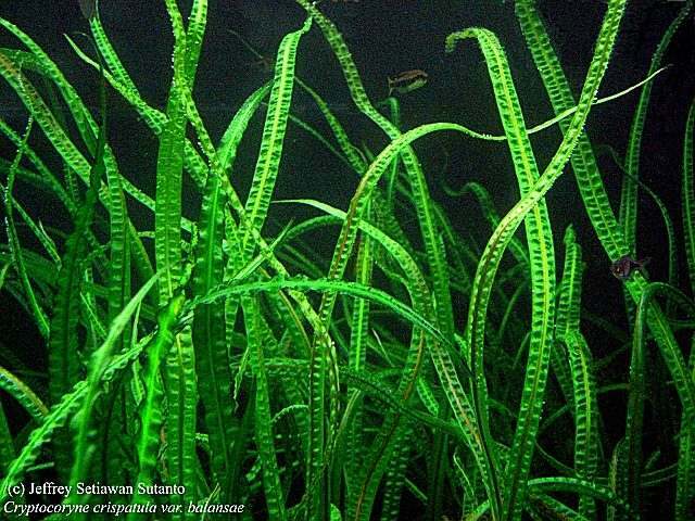 Cryptocoryne Crypt Balansae