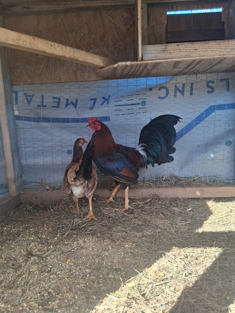 6 Raptor Hatching Eggs