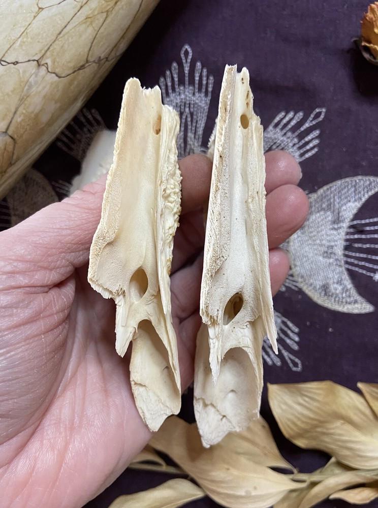 One Ethically Sourced Alligator Maxilla Bone Half, Upper Jaw Bone, Real Bone