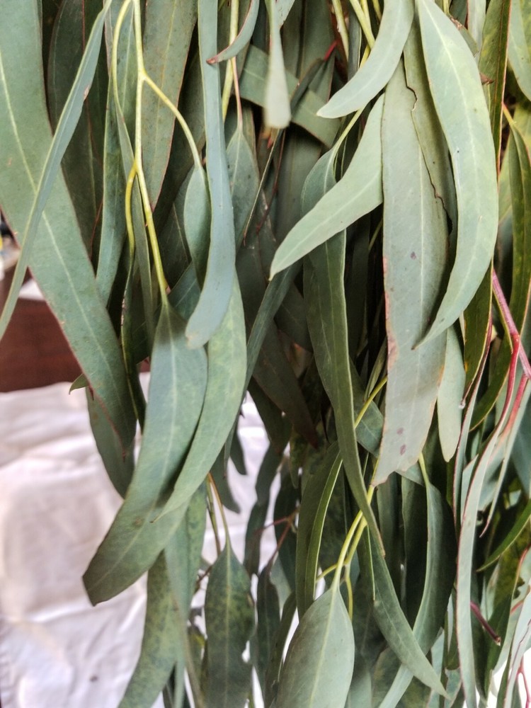 Organic Eucalyptus globulus fresh Leaves