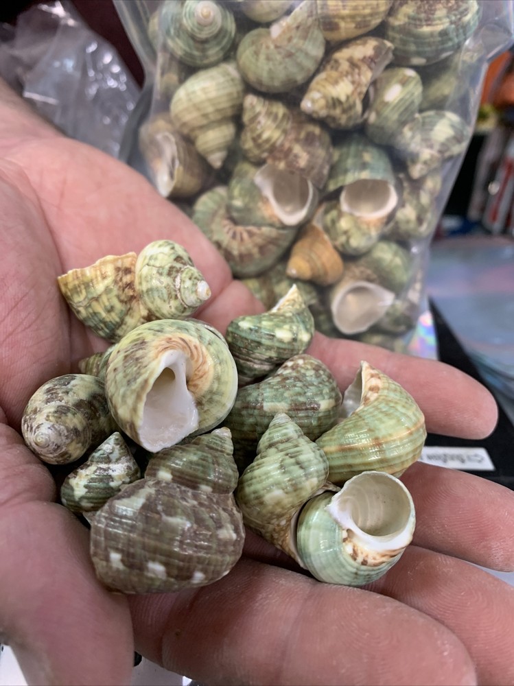 Aquarium Shell Decor