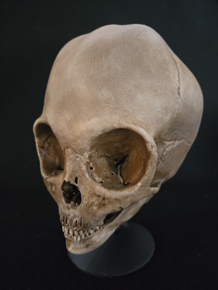 Skull Alien Realistic Full Size