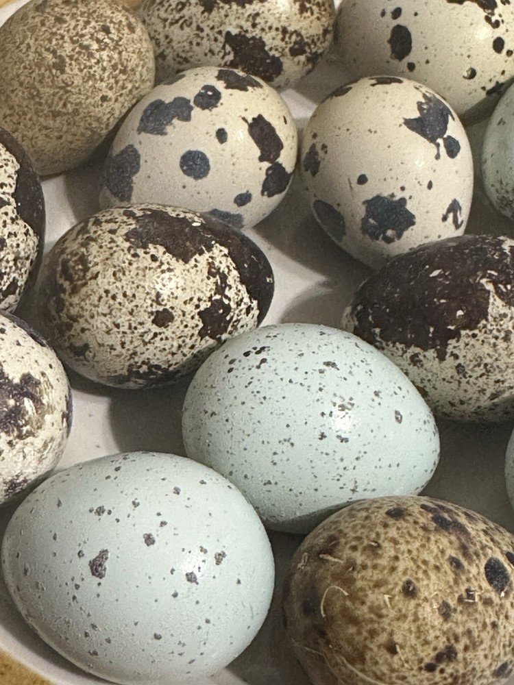 30+ Assorted Rare Coturnix Quail Hatching Eggs