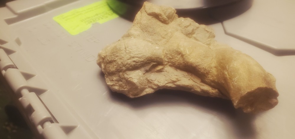 Fossil Geological