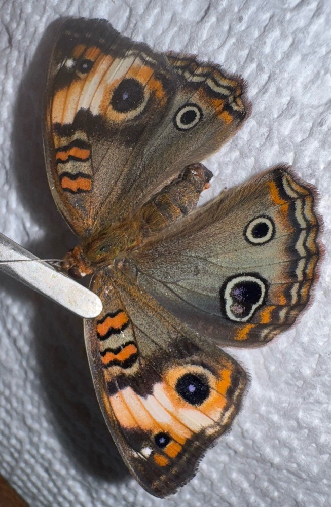 TROPICAL BUCKEYE BUTTERFLY WITH **EXTRA EYE SPOTS** Unusual Color And Pattern