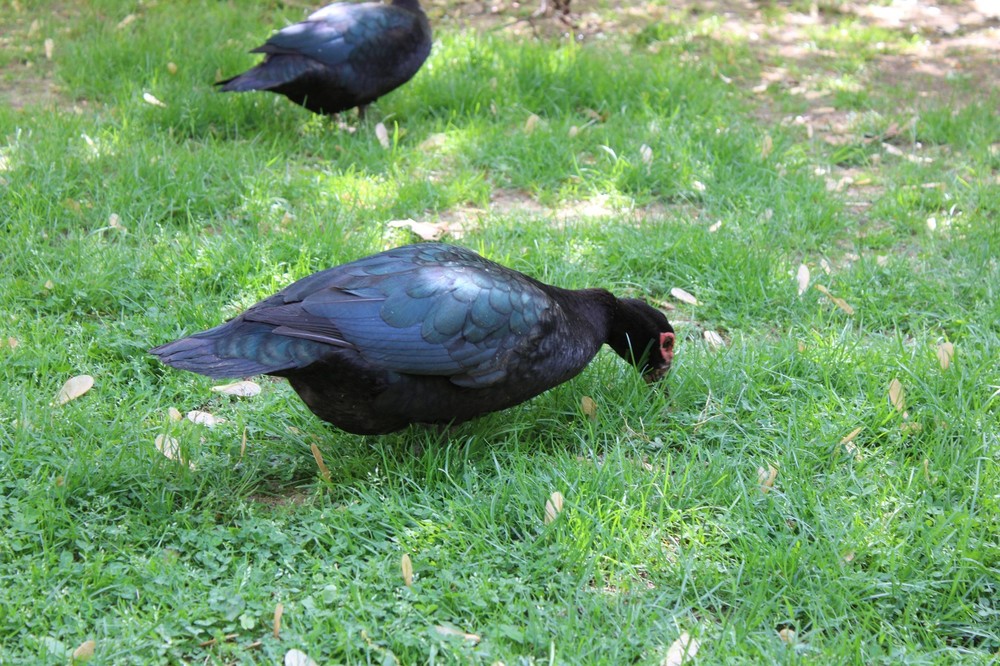 Exhibition Quality Muscovy Hatching Eggs 96% solid BLACK ducks only 12 eggs