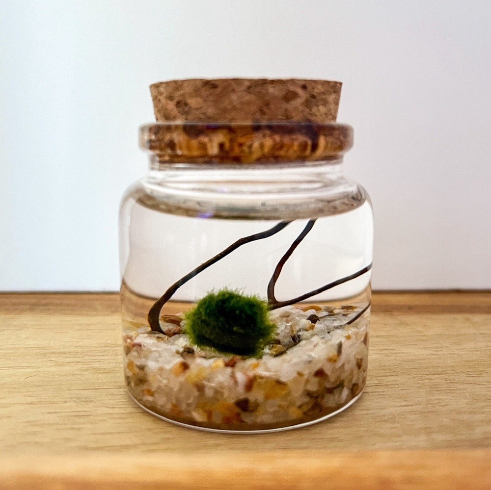 Marimo Moss Ball Terrarium