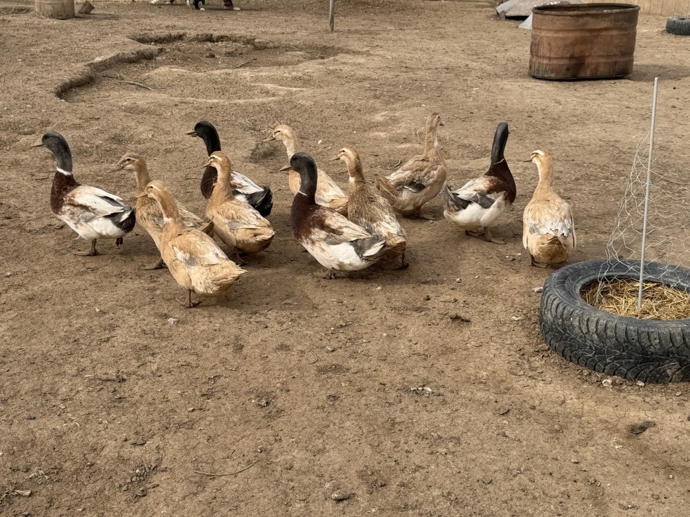 Saxony Duck Hatching Eggs