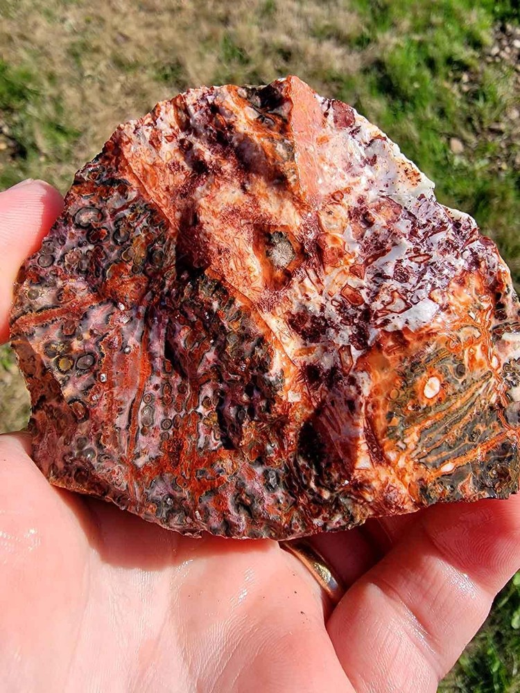 Random Pull Mexican Leopard Skin Rhyolite Rough!