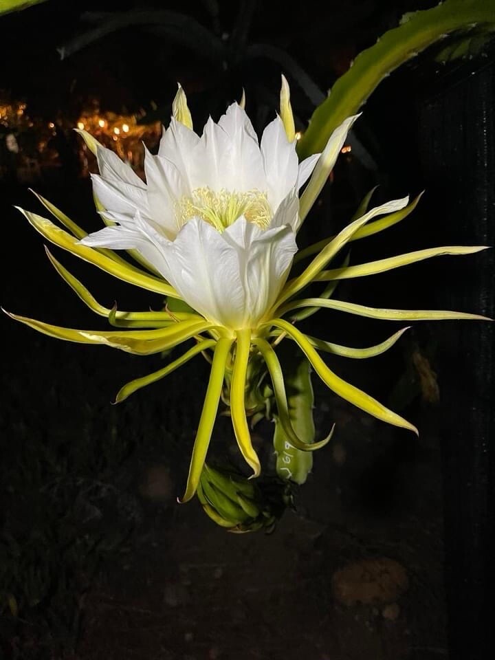 8 Inches ￼ Unknown White Dragon Fruit Cutting Self Fertile