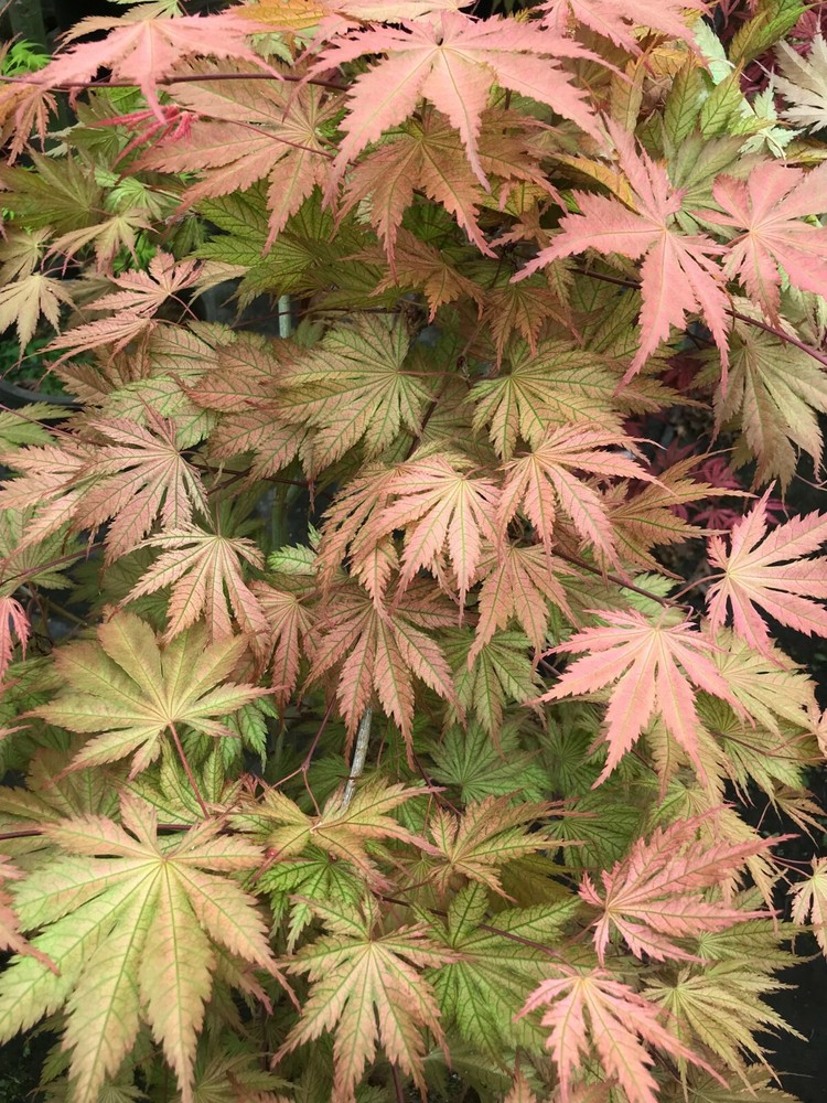 Japanese Maple Ariadne