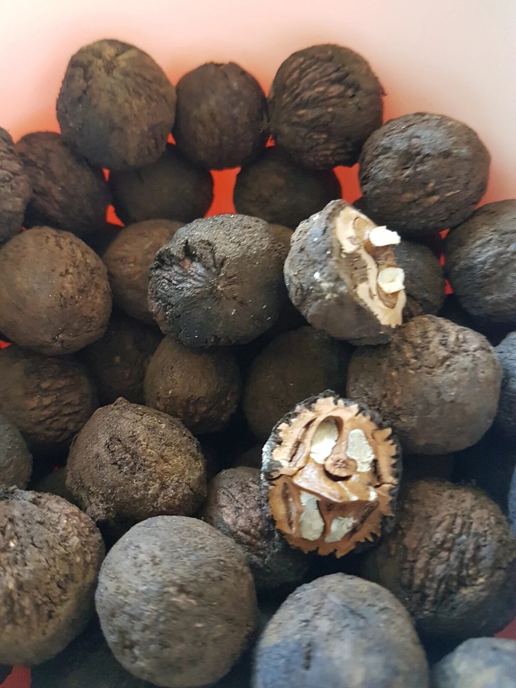 Black walnut in shell 250gr.(Juglans nigra)