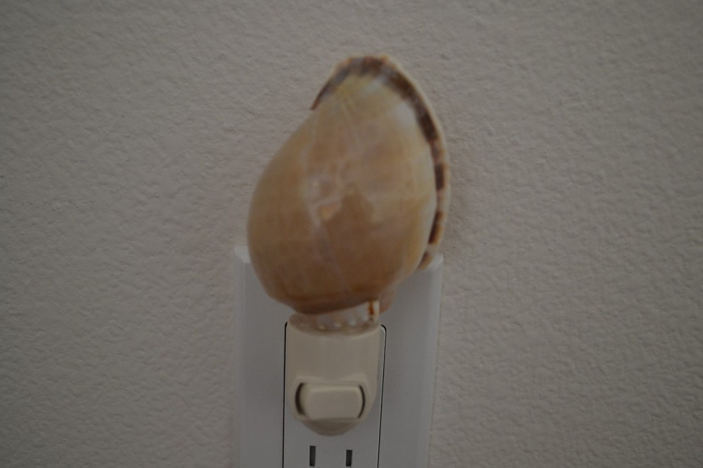 CONCH SEA SHELL NAUTICAL HOME DECOR KITCHEN BEDROOM NIGHTLIGHT