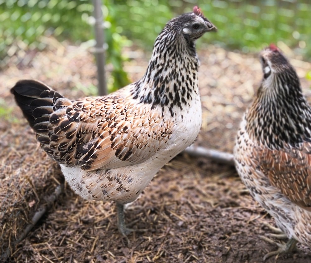 6 Rare Mosaic Hatching Eggs