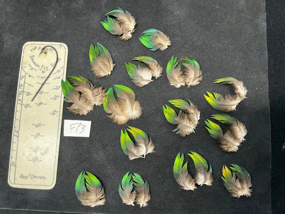 Fruit Pigeon feathers