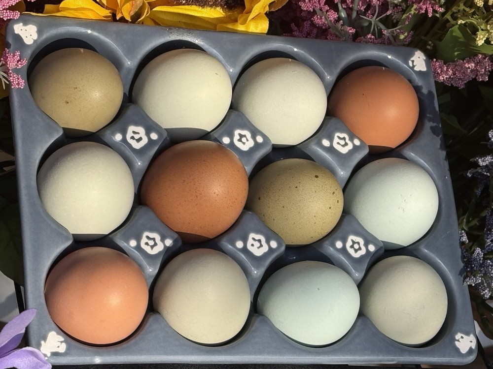 Surprise Blue Green And Brown Hatching Eggs RANDOM ASSORTMENT
