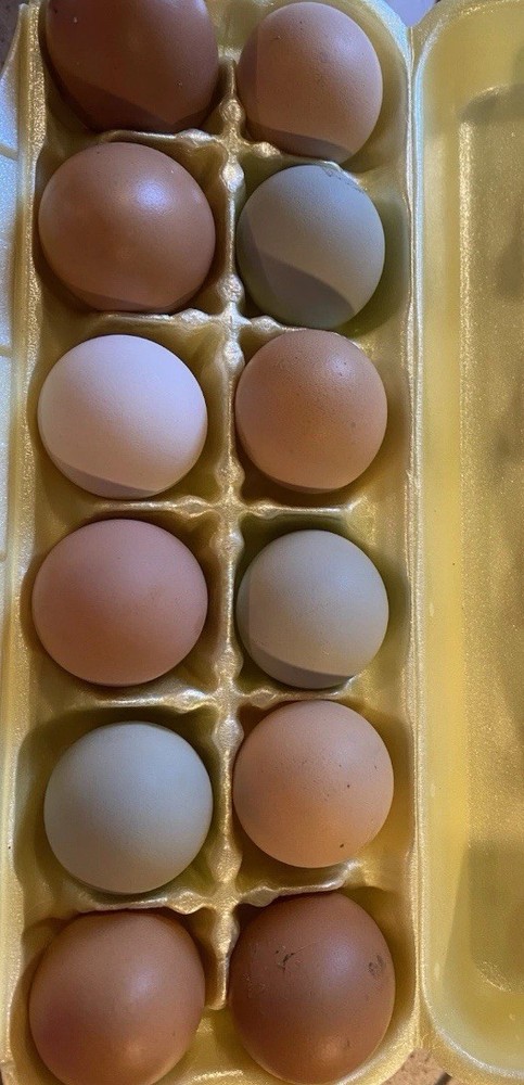 12 Barn Yard Mix Fertilized Hatching Eggs