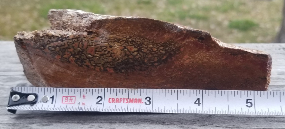 Agatized Dinosaur Gem Bone Rainbow Multicolor Roughcut 584g Specimen Cab Lap