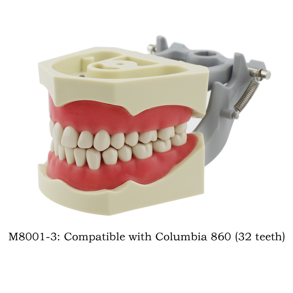 Dental Typodont Model 32pcs Removable Teeth Columbia 860 Dentoform Soft Gingiva