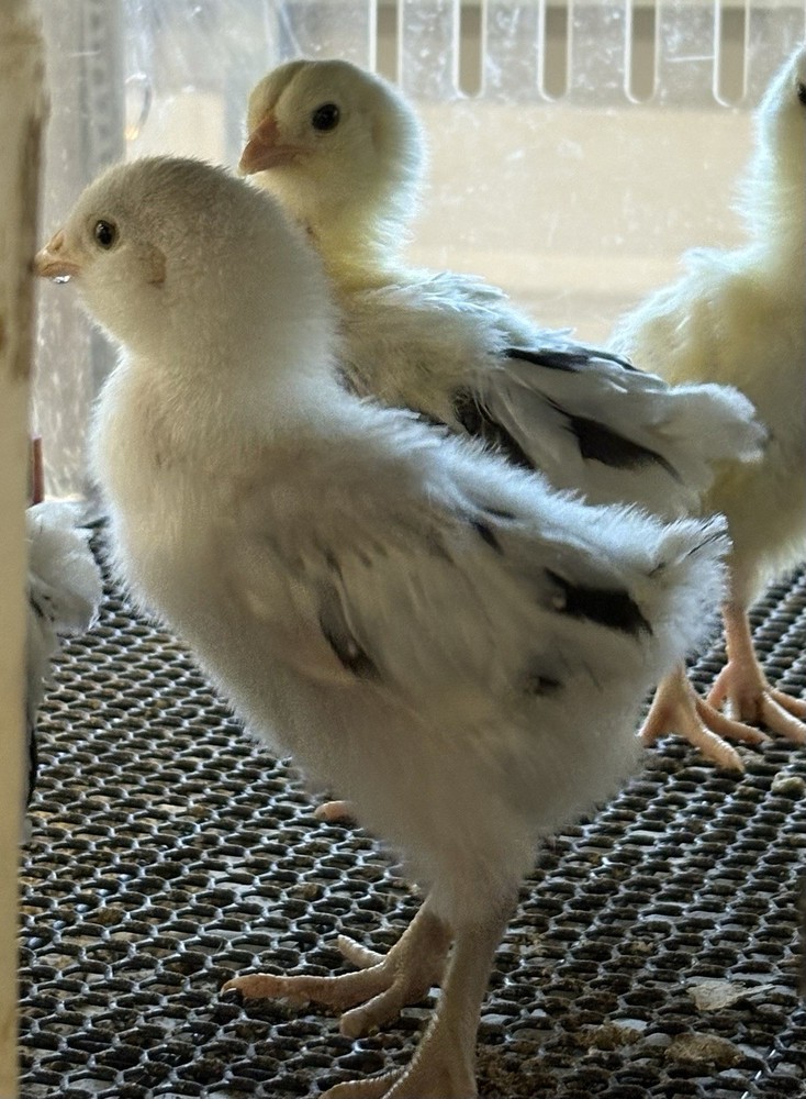 8 Ermine Ameracauna Hatching Eggs