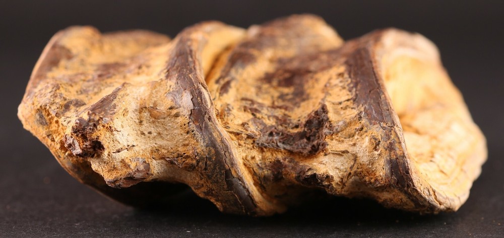 Fossil Fish Xiphactinus 2 Large Vertebrae Cretaceous Kansas COA #3313