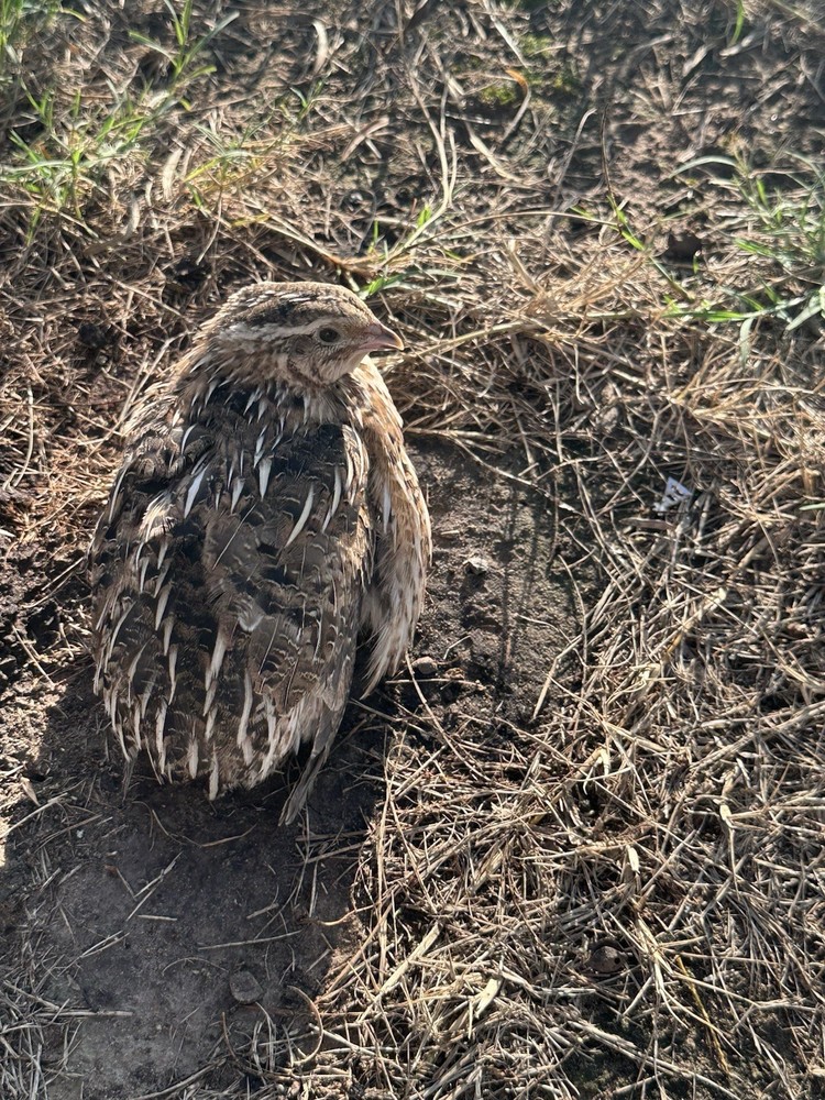 10+ Celadon Blue Coturnix Quail Hatching Eggs **100% TRUE BLUE**