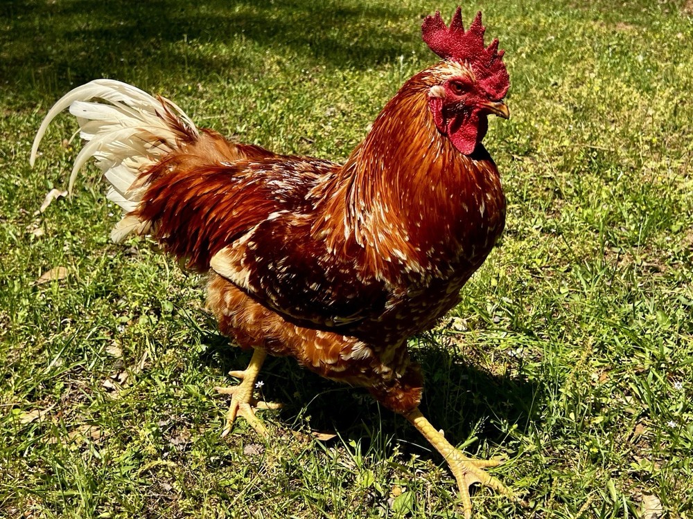 (12+) Barnyard Mix Hatching Eggs