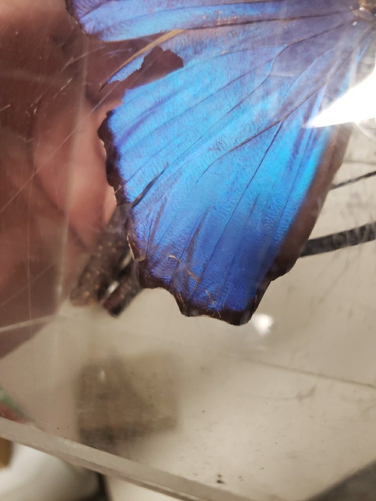 Blue Morpho Butterfly Acrylic Display Signed 1997