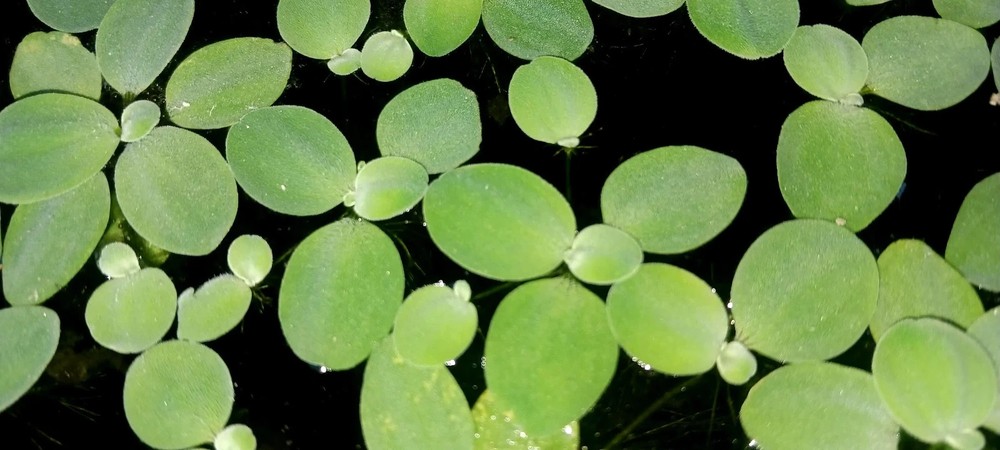 Floating Plant Combo